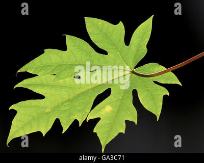 Papaya Blatt schwarzes Hintergrundbild Stockfoto