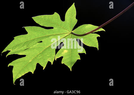 Papaya Blatt schwarzes Hintergrundbild Stockfoto