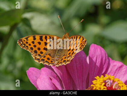 Hohe braune Fritillary Schmetterling auf Blume Zinnie Stockfoto