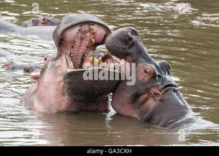 Nilpferd kämpfen (Hippopotamus Amphibius), Serengeti Nationalpark, Tansania Stockfoto