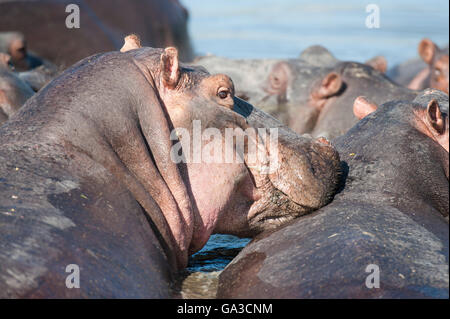 Flusspferd (Hippopotamus Amphibius), Serengeti Nationalpark, Tansania Stockfoto