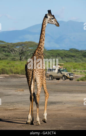 Maasai Giraffen (Giraffa Plancius Tippelskirchi) mit dem Ngorongoro Crater im Hintergrund, Serengeti Nationalpark, Ta Stockfoto