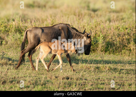 Blaue Gnus mit Neugeborenen Kalb (Connochaetes Taurinus), Serengeti Nationalpark, Tansania Stockfoto