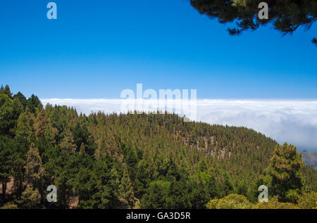 Im Landesinneren zentrale Gran Canaria, Las Cumbres, höchsten Gegenden der Insel, Blick über Baumkronen in Richtung Panza de Burro, Esel Bauch, Stockfoto