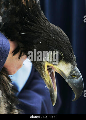 Ein junger Seeadler, der von Claire Smith vom RSPB bei RAF Kinloss gehalten wurde, nachdem die norwegische Luftwaffe die Vögel zum schottischen Luftwaffenstützpunkt transportiert hatte. Stockfoto