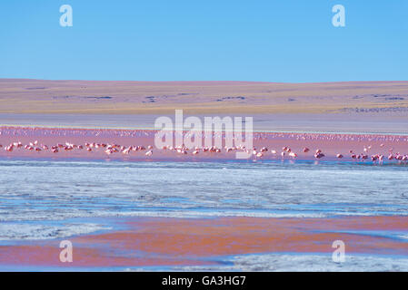 Gruppe von rosa Flamingos im bunten Wasser der "Laguna Colorada" (bunte salzigen See), unter den wichtigsten Reise-de Stockfoto