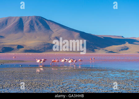Gruppe von rosa Flamingos im bunten Wasser der "Laguna Colorada" (bunte salzigen See), unter den wichtigsten Reise-de Stockfoto