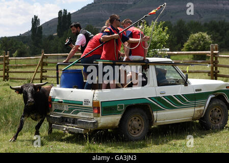 Soria, Spanien. 30. Juni 2016. Mehrere Männer im Bild versucht, einen Kampf zu fangen bull anlässlich des "La Saca", die letzte Donnerstag, 30. Juni 2016. © Jorge Sanz/Pacific Press/Alamy Live-Nachrichten Stockfoto