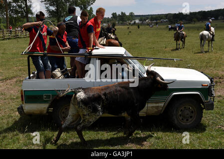 Soria, Spanien. 30. Juni 2016. Mehrere Männer im Bild versucht, einen Kampf zu fangen bull anlässlich des "La Saca", die letzte Donnerstag, 30. Juni 2016. © Jorge Sanz/Pacific Press/Alamy Live-Nachrichten Stockfoto