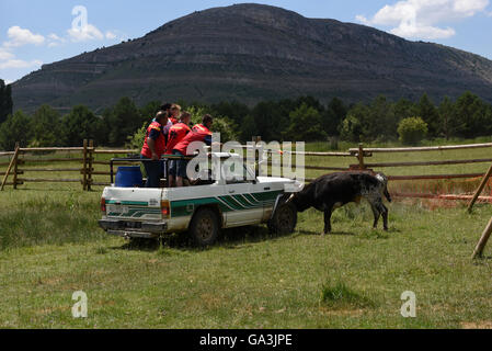 Soria, Spanien. 30. Juni 2016. Mehrere Männer im Bild versucht, einen Kampf zu fangen bull anlässlich des "La Saca", die letzte Donnerstag, 30. Juni 2016. © Jorge Sanz/Pacific Press/Alamy Live-Nachrichten Stockfoto