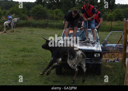 Soria, Spanien. 30. Juni 2016. Mehrere Männer im Bild versucht, einen Kampf zu fangen bull anlässlich des "La Saca", die letzte Donnerstag, 30. Juni 2016. © Jorge Sanz/Pacific Press/Alamy Live-Nachrichten Stockfoto