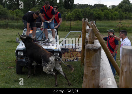 Soria, Spanien. 30. Juni 2016. Mehrere Männer im Bild versucht, einen Kampf zu fangen bull anlässlich des "La Saca", die letzte Donnerstag, 30. Juni 2016. © Jorge Sanz/Pacific Press/Alamy Live-Nachrichten Stockfoto