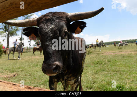 Soria, Spanien. 30. Juni 2016. Ein Kampfstier schaut Curiosly Kamera während der Feier des "La Saca", die letzte Donnerstag, 30. Juni 2016. © Jorge Sanz/Pacific Press/Alamy Live-Nachrichten Stockfoto