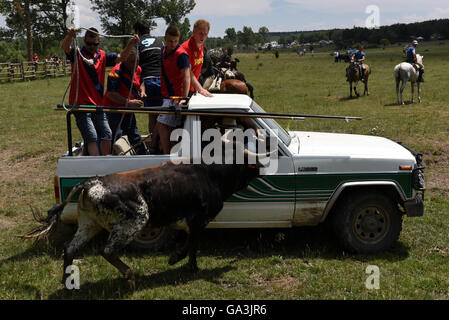 Soria, Spanien. 30. Juni 2016. Mehrere Männer im Bild versucht, einen Kampf zu fangen bull anlässlich des "La Saca", die letzte Donnerstag, 30. Juni 2016. © Jorge Sanz/Pacific Press/Alamy Live-Nachrichten Stockfoto