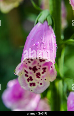 Rosa Fingerhut Blume mit Regentropfen gesichtet Stockfoto