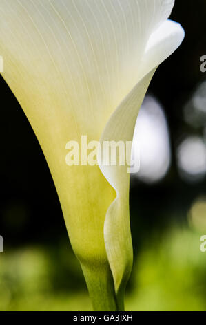 Elegante Calla Lily Profil Ansicht Makro Stockfoto