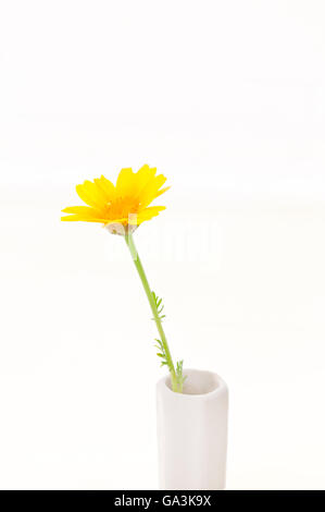 Girlande-Chrysantheme (Chrysanthemum Coronarium), japanischer Name: Shungiku, essbare Blumen in einer weißen Vase Stockfoto