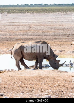 Schwarz oder Haken-lippige Rhinoceros (Diceros Bicornis) trinken am Wasserloch, Okaukuejo, Etosha Nationalpark, Namibia Stockfoto