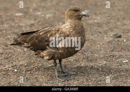 South Polar Skua (Stercorarius Maccormicki), Telefon Bucht, Deception Island, Süd-Shetland-Inseln, Antarktis Stockfoto