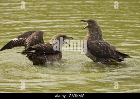 South Polar Raubmöwen (Stercorarius Maccormicki), Telefon Bucht, Deception Island, Süd-Shetland-Inseln, Antarktis Stockfoto