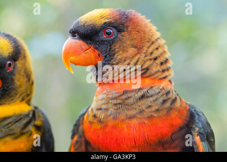 Altrosa Lory, Pseudeos Fuscata, roter Morph, ursprünglich aus Indonesien und Papua-Neu-Guinea Stockfoto