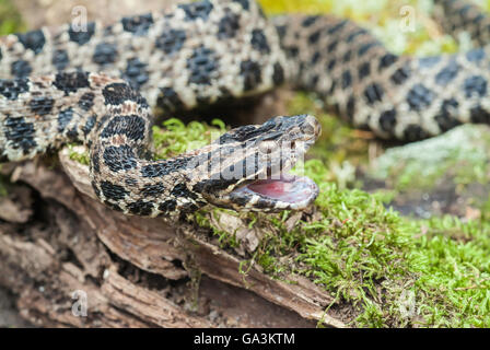 Altrosa pygmy Rattlesnake, Sistrurus Miliarius Barbouri, endemisch in den südöstlichen Vereinigten Staaten Stockfoto