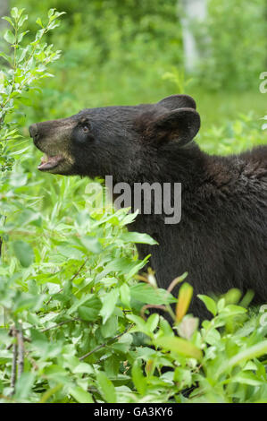 Jurvenile amerikanischen Schwarzbären, Ursus Americanus, Minnesota, USA Stockfoto