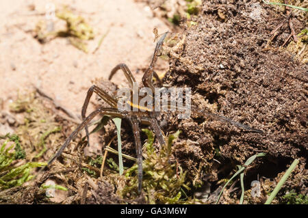 Sechs gefleckte Angeln Spider, Dolomedes Triton, in Nordamerika heimisch Stockfoto