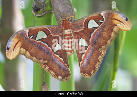 Atlas-Motte, Attacus Atlas, ursprünglich aus tropischen und subtropischen Wäldern von Südost-Asien Stockfoto