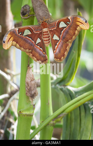 Atlas-Motte, Attacus Atlas, ursprünglich aus tropischen und subtropischen Wäldern von Südost-Asien Stockfoto