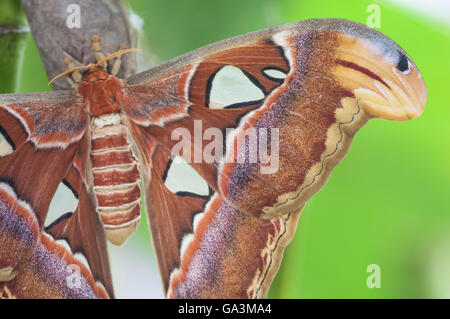 Atlas-Motte, Attacus Atlas, ursprünglich aus tropischen und subtropischen Wäldern von Südost-Asien Stockfoto