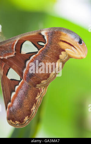 Atlas-Motte, Attacus Atlas, ursprünglich aus tropischen und subtropischen Wäldern von Südost-Asien Stockfoto