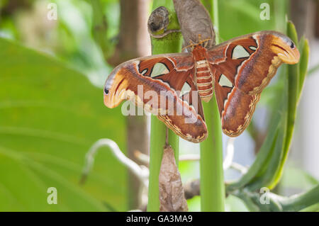 Atlas-Motte, Attacus Atlas, ursprünglich aus tropischen und subtropischen Wäldern von Südost-Asien Stockfoto