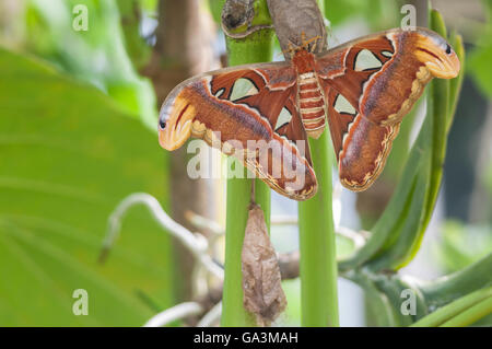 Atlas-Motte, Attacus Atlas, ursprünglich aus tropischen und subtropischen Wäldern von Südost-Asien Stockfoto