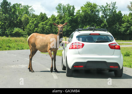 St-Bernard-de-Lacolle, Kanada-29 Juin, 2016: Hirsch nähert sich Auto und ernährt sich von einer Person hand.in Safari Park, Quebec, Kanada Stockfoto