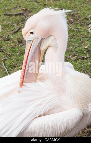 Östlichen weißer Pelikan (Rosapelikan), Pelecanus Onocrotalus, St. James' Park, original Vögel waren ein Geschenk aus dem russischen Stockfoto