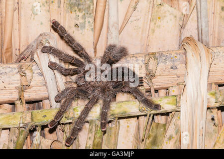 Pinktoe-Vogelspinne, Avicularia Avicularia, La Selva, Rio Napo, Ecuador; gebürtig aus Costa Rica, Brasilien Stockfoto