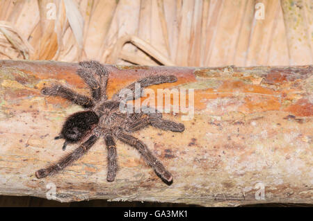 Pinktoe-Vogelspinne, Avicularia Avicularia, La Selva, Rio Napo, Ecuador; gebürtig aus Costa Rica, Brasilien Stockfoto