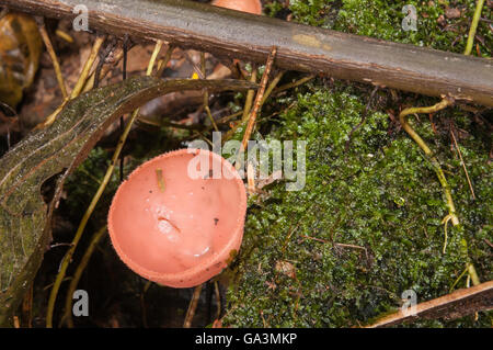 Becher-Pilz, Affe-Cup, Cookeina Sulcipes, La Selva, Rio Napo, Ecuador Stockfoto