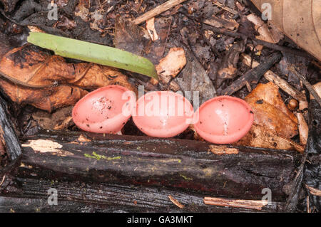 Becher-Pilz, Affe-Cup, Cookeina Sulcipes, La Selva, Rio Napo, Ecuador Stockfoto