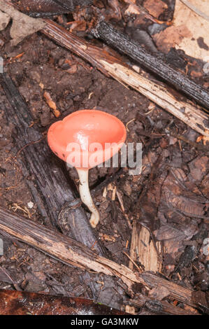 Becher-Pilz, Affe-Cup, Cookeina Sulcipes, La Selva, Rio Napo, Ecuador Stockfoto