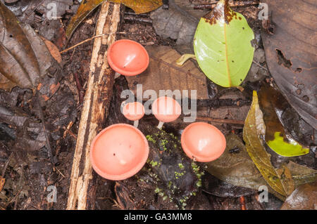 Becher-Pilz, Affe-Cup, Cookeina Sulcipes, La Selva, Rio Napo, Ecuador Stockfoto