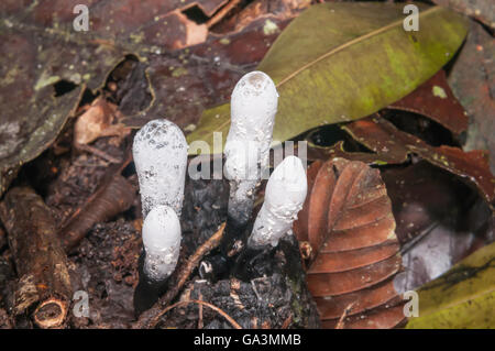 Toten Mannes Finger, Xylaria Arten, La Selva, Rio Napo, Ecuador Stockfoto