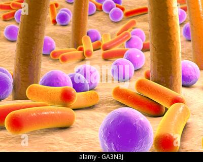 Bakterien auf der Haut mit Haaren. Computer-Artwork von Bakterien (lila und Orange) auf der menschlichen Haut. Viele Arten von Bakterien befinden sich auf der menschlichen Haut, Schweißdrüsen und Haarfollikel vor allem zugeordnet. Sie verursachen normalerweise keine Probleme, obwohl einige Akne verursachen können. Bakterien werden in der Regel nur ein Problem, wenn sie dringen in die Haut, zum Beispiel durch eine Wunde oder schneiden. Stockfoto