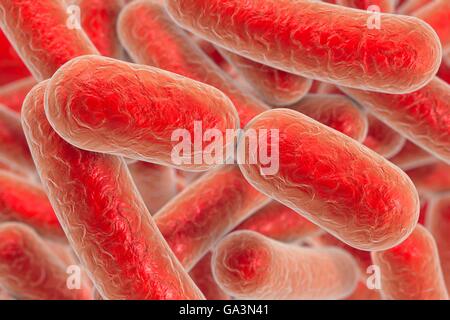 Illustration von stäbchenförmigen Bakterien. Stäbchenförmige Bakterien zählen Escherichia coli, Salmonellen, Shigella, Klebsiella, Citrobacter, Enterobacter, Yersinia Pestis, Pseudomonas Aeruginosa, Legionella Pneumophila und Mycobacterium-Tuberkulose-Arten. Stockfoto