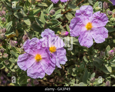 Cistus Creticus (rosa Rock Rose) Stockfoto