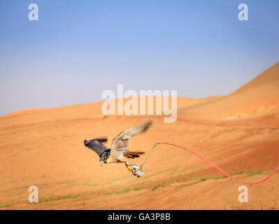 Ausbildung der Wanderfalke für die traditionelle Jagd in Dubai Desert Conservation Reserve, Vereinigte Arabische Emirate Stockfoto