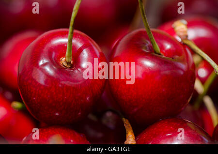 Nahaufnahme von frischen reifen roten Kirschen, Kirsche, Obst. Stockfoto