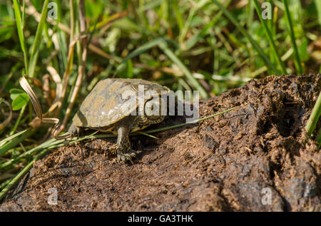 Spanische Teichschildkröte (Mauremys leprosa), Andalusien, Spanien. Stockfoto