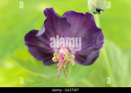 Geranium Phaeum 'Raven' Dusky Storchschnabel April Stockfoto